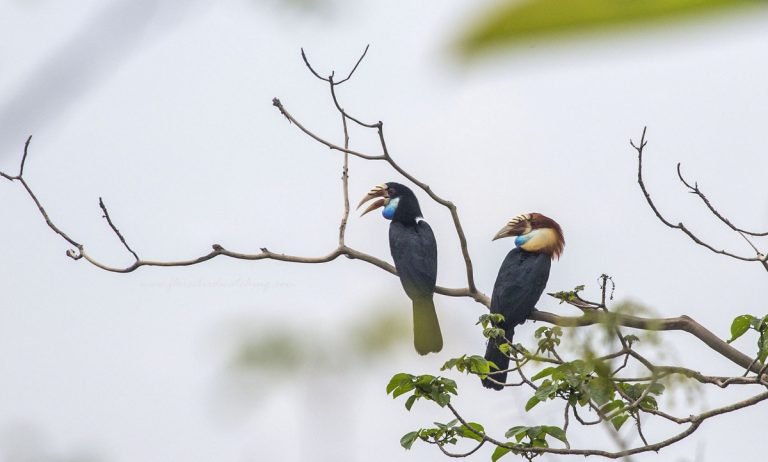 Bird-watching on Timor a rewarding experience